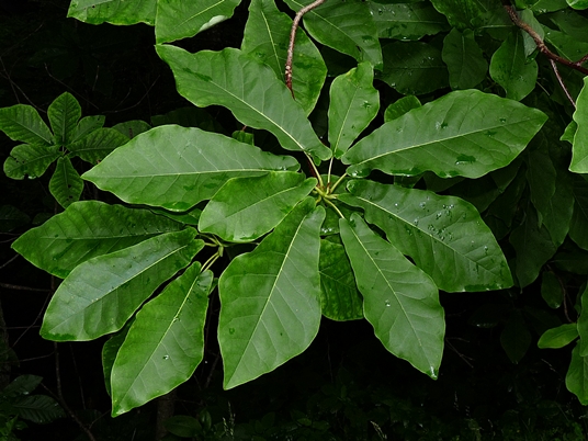 {Magnolia fraseri}